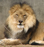 handsome lion