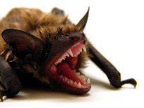 Vesper Bat showing teeth
