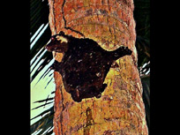 dark skinned colugo