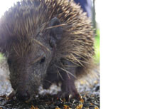 hedgehog sniffing in the undergrowth