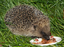 hedgehog eating