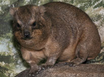 hyrax