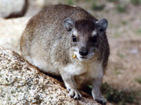 nibbling hyrax