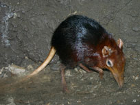 two wet tenrecs