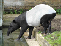 malaysian tapir