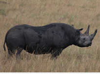 black_rhino