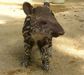 baby tapir