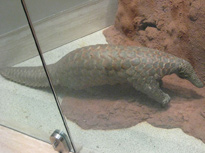 pangolin through a glass