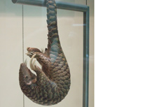 pangolin hanging upside down