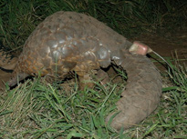 pangolin on safari