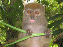 bamboo lemur