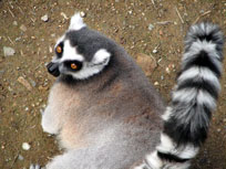 ring tail lemur