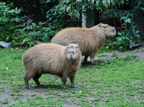 two capybara