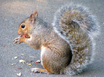 squirrel eating