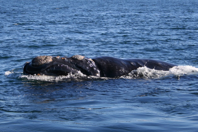 right-whale