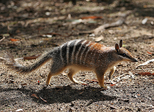 numbat