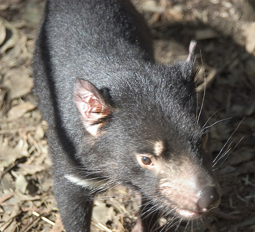 tasmanian devil