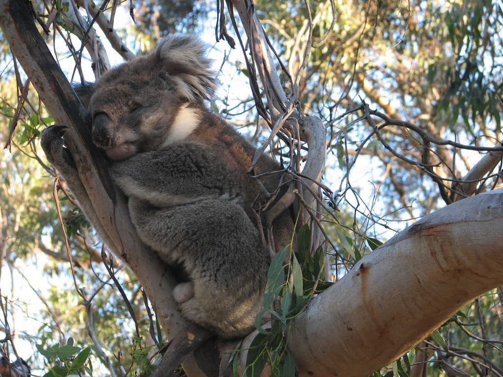 koala in repose