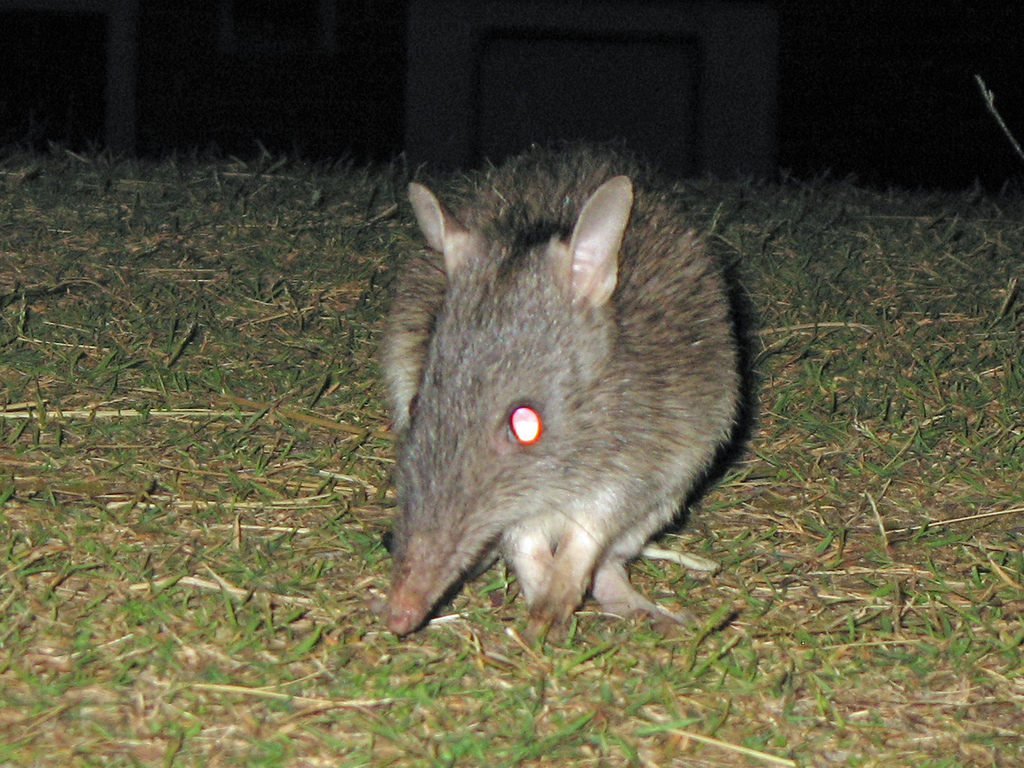 Mammals Peramelemorphia or Bandicoots