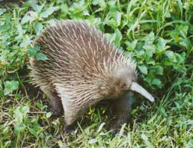 echidna in the wild